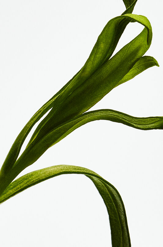 LOEWE Esencia Elixir 50ml